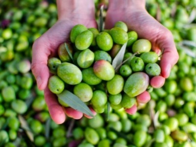 Bio-Olivenöl: gut für dich und gut für die Umwelt